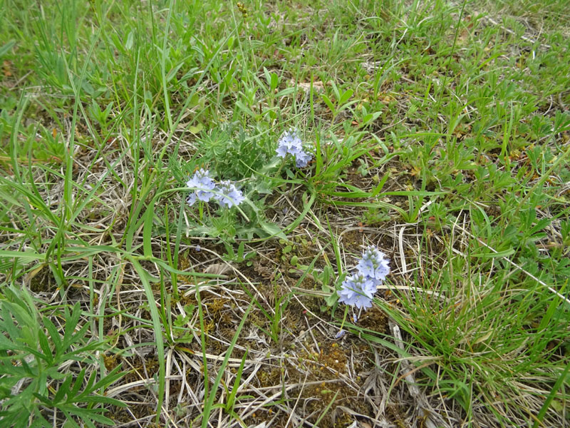 Veronica prostrata L. (Plantaginaceae)